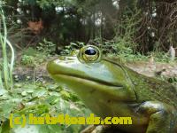 /home//u458753944/public_html/sourcegallery////Frogs/Bullfrogs 2016-08 Ontario/P8120042.JPG
